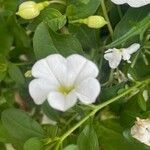 Calibrachoa parviflora Fiore