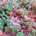 Tricyrtis lasiocarpa Flor