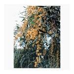 Acacia saligna Fleur