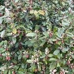 Elaeagnus × submacrophylla Hoja