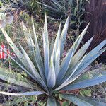 Yucca pallida Hábito