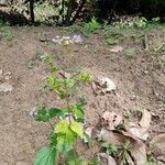 Ageratum conyzoidesफूल