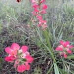 Castilleja indivisa Flower