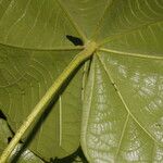 Quararibea cordata Leaf