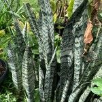 Dracaena zeylanica Листок