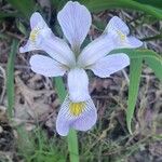 Iris virginica Virág