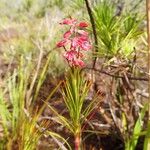 Dracophyllum balansae