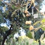 Quercus ilex Frugt