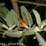 Teucrium heterophyllum Other