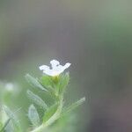 Heliotropium lagoense Λουλούδι