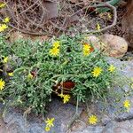 Crassothonna capensis Habit