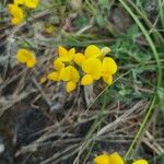 Lotus corniculatusফুল