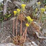 Petrosedum forsterianum Hábito