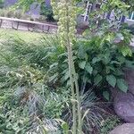 Eremurus robustus Plante entière