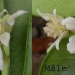 Baloghia inophylla Blüte