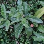 Cirsium arvense Blad