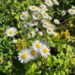 Erigeron annuus Övriga