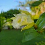 Sobralia macrophylla Кветка