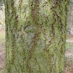 Pseudotsuga menziesii Kéreg/szár