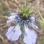 Nigella gallica Cvet