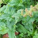 Chenopodium bonus-henricus Leaf