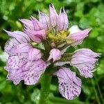 Neotinea tridentata Flower