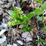 Mercurialis perennis Fleur