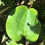 Smilax anceps برگ