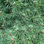 Picea laxa Folha