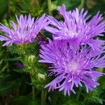 Stokesia laevis 花