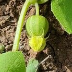 Cucumis melo ഫലം