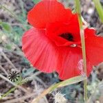 Papaver setiferumLorea