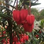 Crinodendron hookerianum Blüte