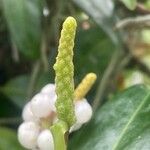 Anthurium scandens Flor