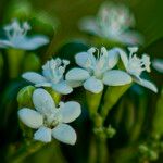 Cnidoscolus aconitifolius Blüte