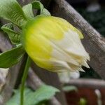 Dahlia × hortensis Ostatní