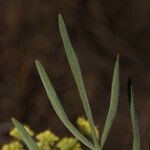 Lomatium triternatum Leaf