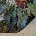 Philodendron davidsonii Blad