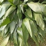 Aspidistra lurida List