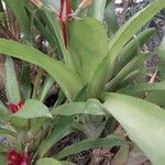 Billbergia pyramidalis Leaf