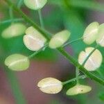 Lepidium virginicum برگ