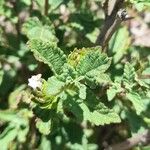 Lantana tilcarensis Hoja