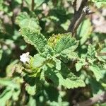 Lantana tilcarensis Feuille