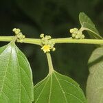 Colubrina triflora Blatt