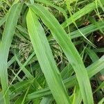 Hakonechloa macra Frunză