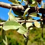 Pyrus spinosa Leaf