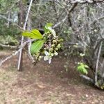 Prunus salicina Květ