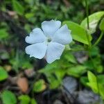 Thunbergia laevis Flower