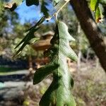 Quercus lobata Leaf