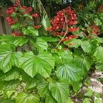 Clerodendrum paniculatum Bark